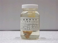 藏品(小花鱸)的圖片